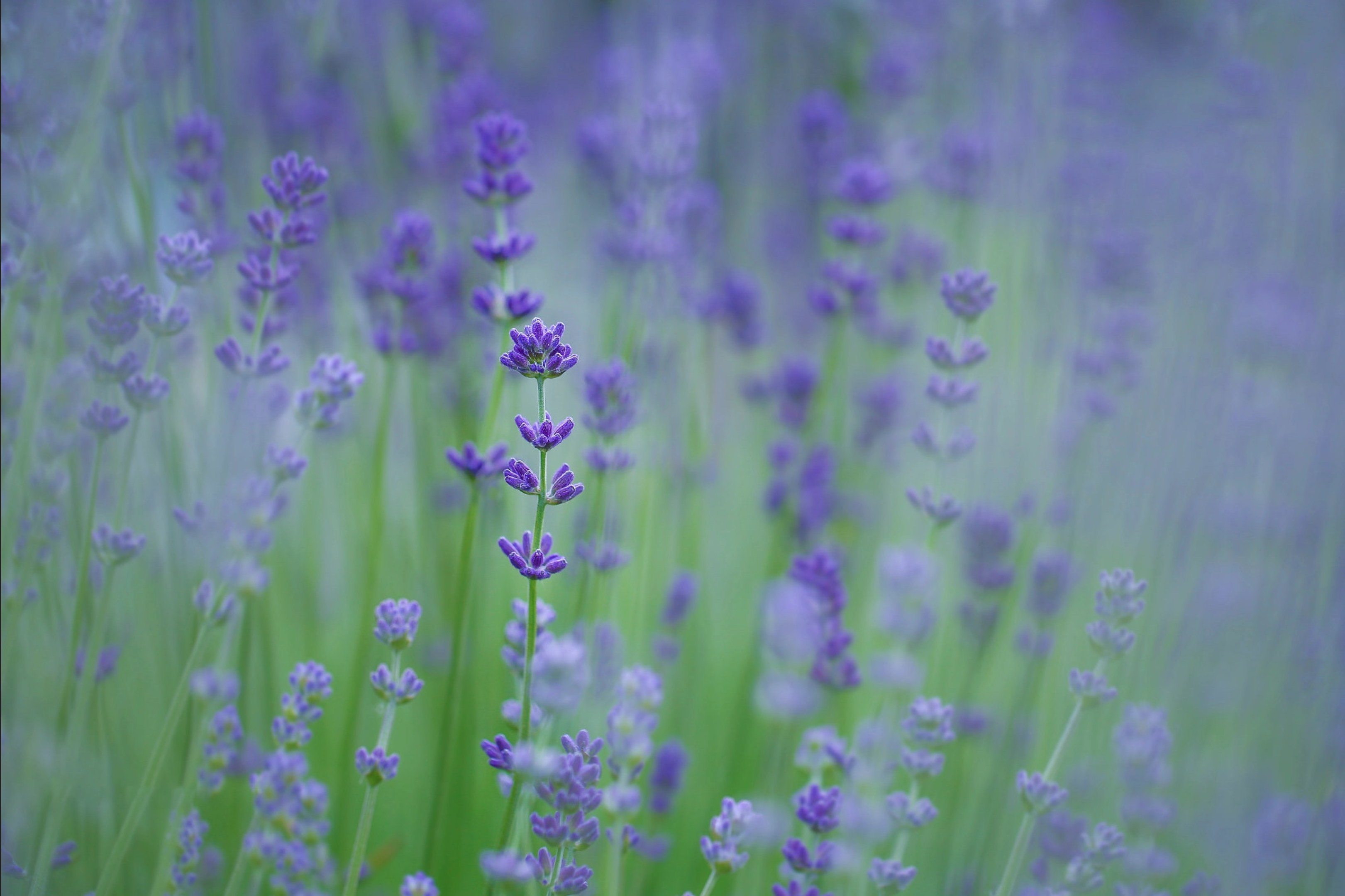 Lavendel